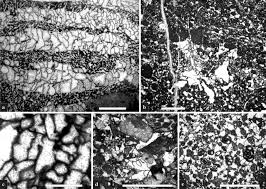 Attēlu rezultāti vaicājumam “Lycogala botrydium young”