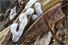 Attēlu rezultāti vaicājumam “Didymium difforme”