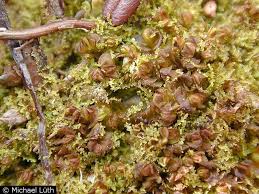 Attēlu rezultāti vaicājumam “Mylia anomala”