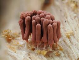 Attēlu rezultāti vaicājumam “Arcyria minuta stalked”