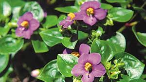 Image result for Exacum affine