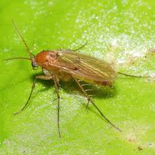 Attēlu rezultāti vaicājumam “Mycetophilidae”