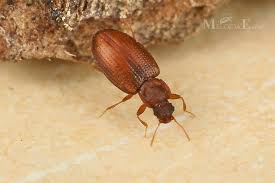 Attēlu rezultāti vaicājumam “Latridiidae”