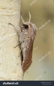 Attēlu rezultāti vaicājumam “Orthosia incerta”