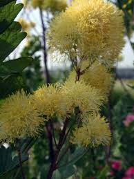 Attēlu rezultāti vaicājumam “Thalictrum flavum fruit”