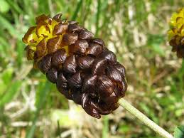 Attēlu rezultāti vaicājumam “Trifolium spadiceum”