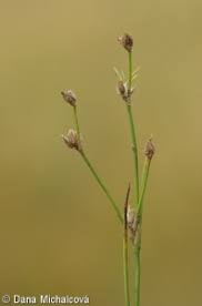 Attēlu rezultāti vaicājumam “Juncus bulbosus leaf”