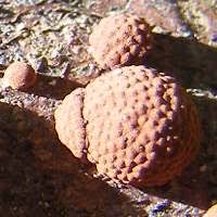 Attēlu rezultāti vaicājumam “Hypoxylon fragiforme / howeianum”