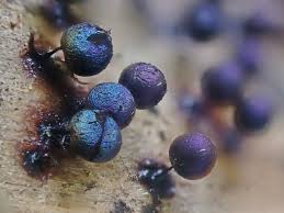 Attēlu rezultāti vaicājumam “Lamproderma pulchellum spores”