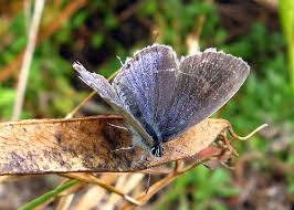 Attēlu rezultāti vaicājumam “Everes argiades male”