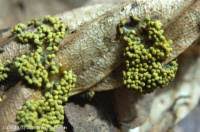 Attēlu rezultāti vaicājumam “Physarum virescens”