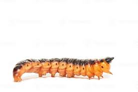 Attēlu rezultāti vaicājumam “Cossus cossus larva”