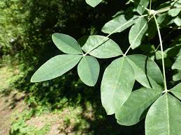 Attēlu rezultāti vaicājumam “Laburnum anagyroides leaf”