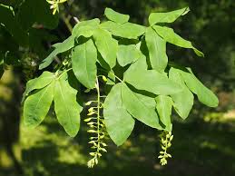 Attēlu rezultāti vaicājumam “Laburnum alpinum fruit”