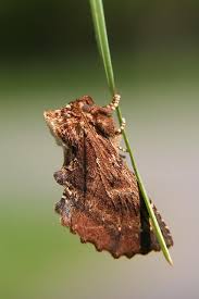 Attēlu rezultāti vaicājumam “Ptilodon capucina”