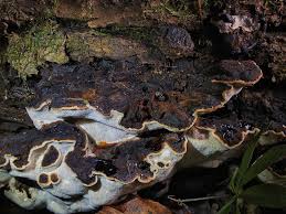 Attēlu rezultāti vaicājumam “Heterobasidion parviporum”