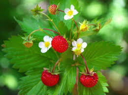 Image result for Fragaria vesca