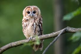 Attēlu rezultāti vaicājumam “Strix aluco juvenile”