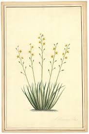 Attēlu rezultāti vaicājumam “Anthericum ramosum”