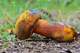 Attēlu rezultāti vaicājumam “Sutorius luridiformis”