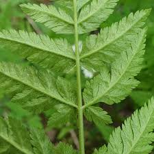 Image result for Myrrhis odorata