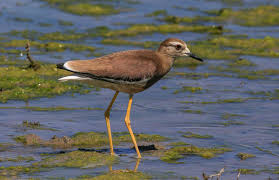 Image result for Vanellus leucurus