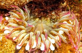 Image result for Anemonenarten
