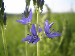 Image result for Veronica teucrium