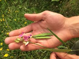 Attēlu rezultāti vaicājumam “Lathyrus sylvestris bud”