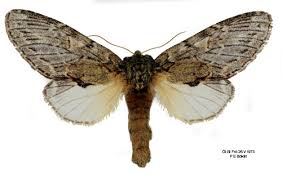 Attēlu rezultāti vaicājumam “Peridea anceps”