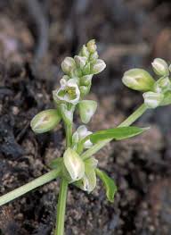Attēlu rezultāti vaicājumam “Fallopia convolvulus”