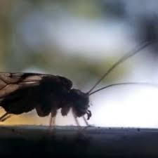 Attēlu rezultāti vaicājumam “Psococerastis gibbosa”