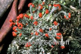 Attēlu rezultāti vaicājumam “Cladonia floerkeana”