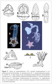 Attēlu rezultāti vaicājumam “Capsus ater imago”