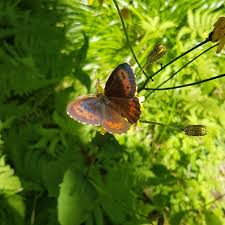 Attēlu rezultāti vaicājumam “Erebia ligea upperside”