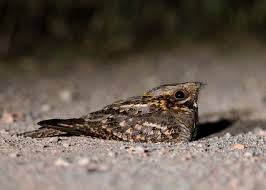 Image result for Caprimulgus ruficollis