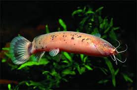 Image result for электрический