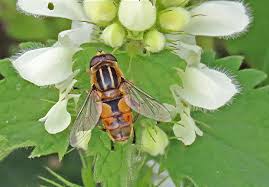 Attēlu rezultāti vaicājumam “Helophilus hybridus male”