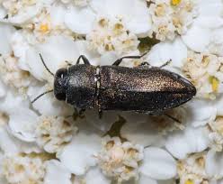 Attēlu rezultāti vaicājumam “Anthaxia quadripunctata”