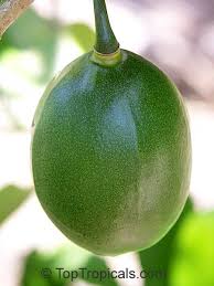 Attēlu rezultāti vaicājumam “Cinna latifolia fruit”