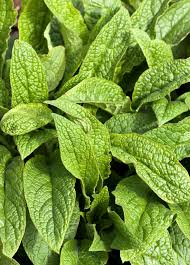 Attēlu rezultāti vaicājumam “Symphytum officinale leaf”