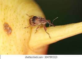 Attēlu rezultāti vaicājumam “Anthonomus pomorum”