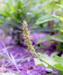 Attēlu rezultāti vaicājumam “Plantago major subsp. intermedia”