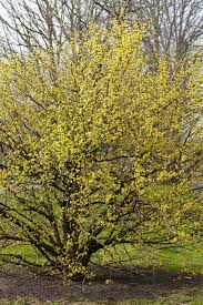 Attēlu rezultāti vaicājumam “Cornus mas”