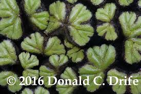 Attēlu rezultāti vaicājumam “Ricciocarpos natans”