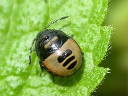 Attēlu rezultāti vaicājumam “Tritomegas bicolor nymph”