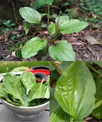 Attēlu rezultāti vaicājumam “Plantago major leaf”