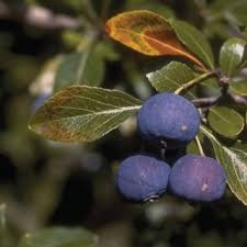 Attēlu rezultāti vaicājumam “Crataegus x macrocarpa fruit”