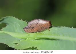 Attēlu rezultāti vaicājumam “Drepanepteryx phalaenoides”