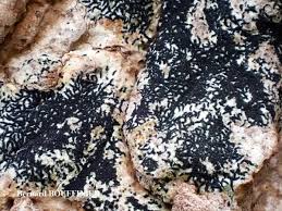 Attēlu rezultāti vaicājumam “Opegrapha atra”